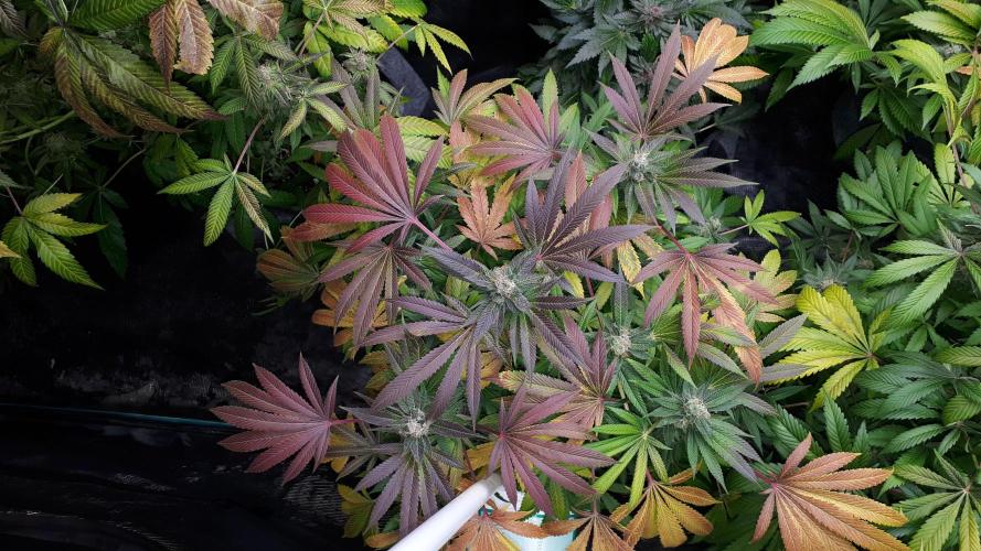 MSNL SEEDS = GRAPE GLACIER. Week 17