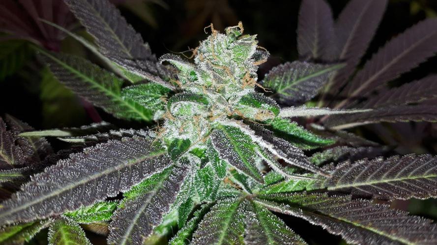 MSNL SEEDS = GRAPE GLACIER. Week 17