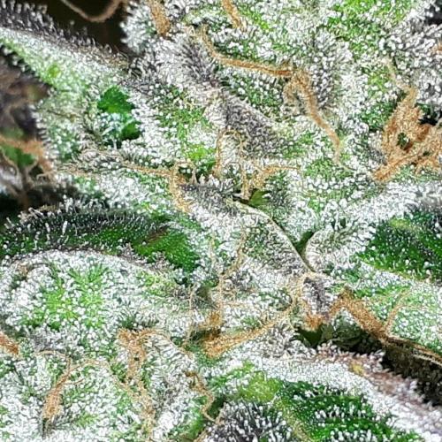 MSNL SEEDS = GRAPE GLACIER. Week 17
