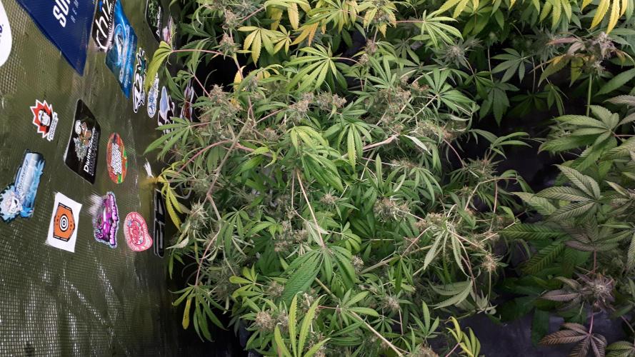 MSNL SEEDS = MIMOSA. Week 17