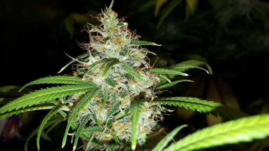 MSNL SEEDS = MIMOSA. Week 17