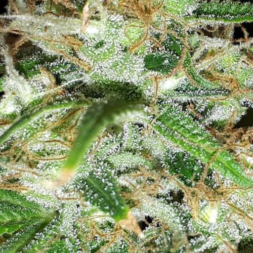 Mimosa. Week 17