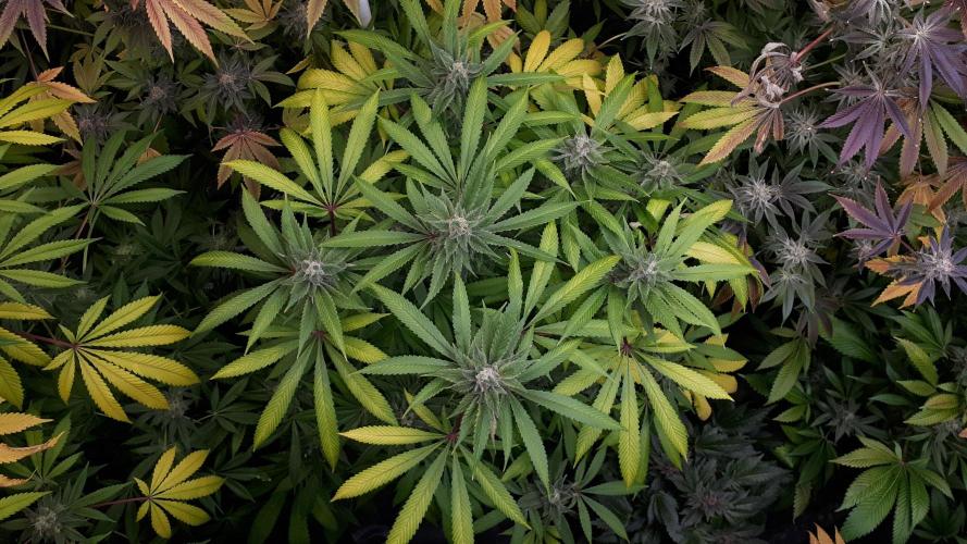MSNL SEEDS = SKYWALKER OG. Week 17