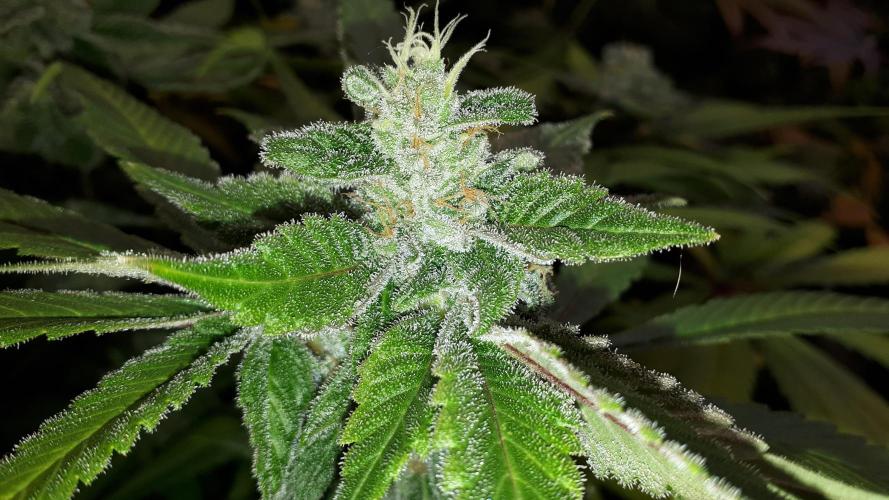 MSNL SEEDS = SKYWALKER OG. Week 17