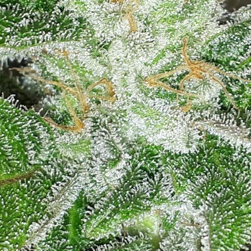 MSNL SEEDS = SKYWALKER OG. Week 17