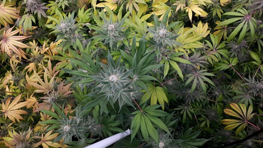 MSNL SEEDS = WHITE TRUFFLE. Week 17