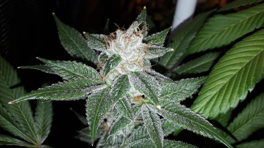 MSNL SEEDS = WHITE TRUFFLE. Week 17