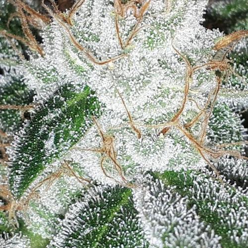 MSNL SEEDS = WHITE TRUFFLE. Week 17