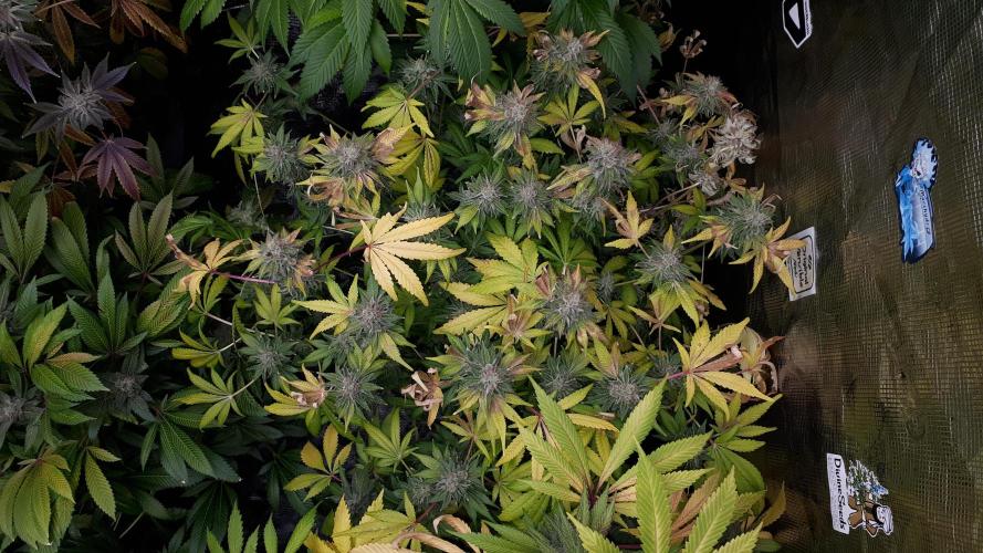 420 FASTBUDS = BISCOTTI GELATO. Week 17