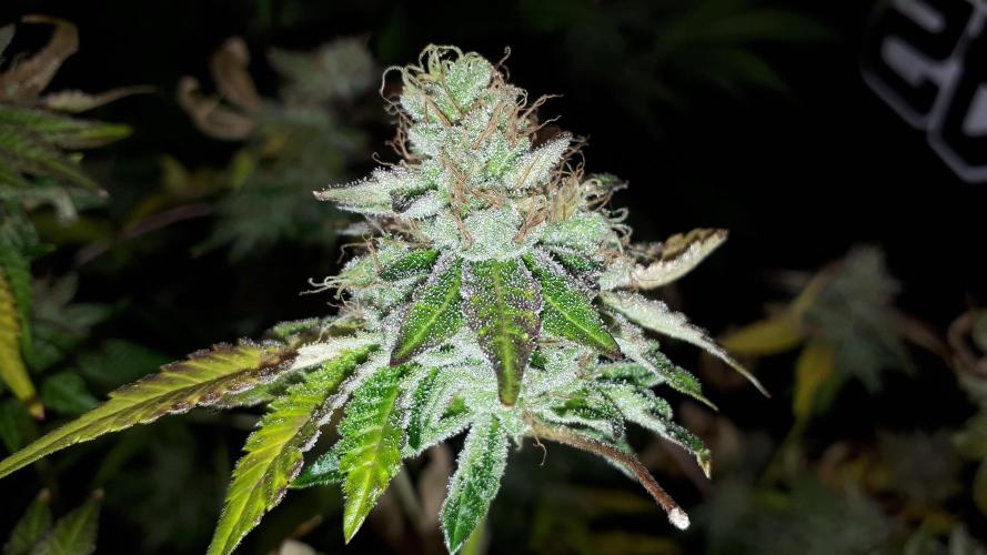 420 FASTBUDS = BISCOTTI GELATO. Week 17