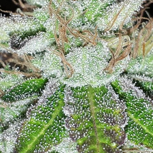 420 FASTBUDS = BISCOTTI GELATO. Week 17