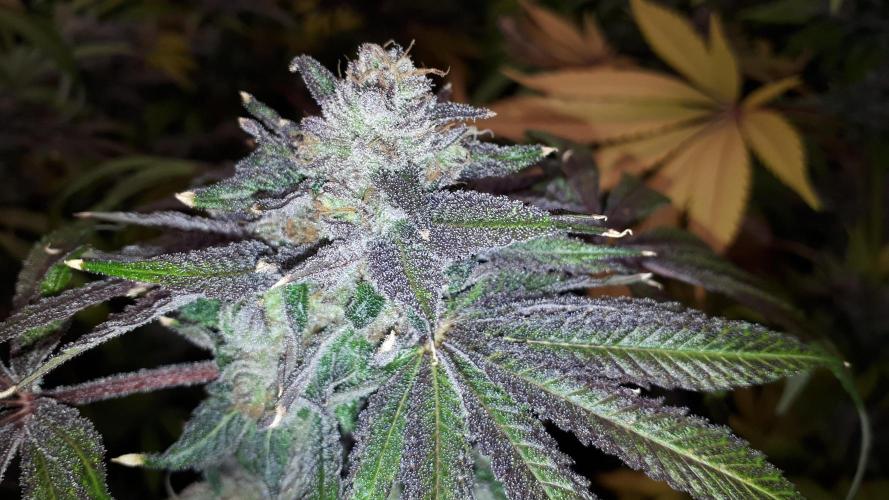 420 FASTBUDS = LEMON CHERRY RUNTZ. Week 17
