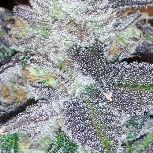 420 FASTBUDS = LEMON CHERRY RUNTZ. Week 17