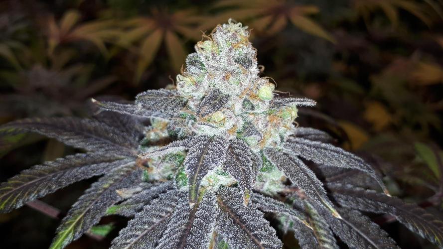 420 FASTBUDS = PAPAYTON. Week 17