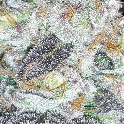 420 FASTBUDS = PAPAYTON. Week 17