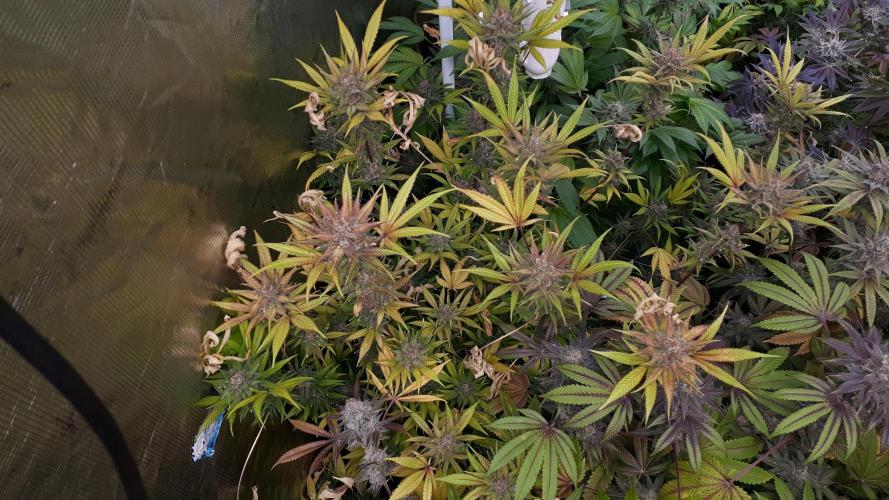 420 FASTBUDS = TROPICANA COOKIES FF. Week 17