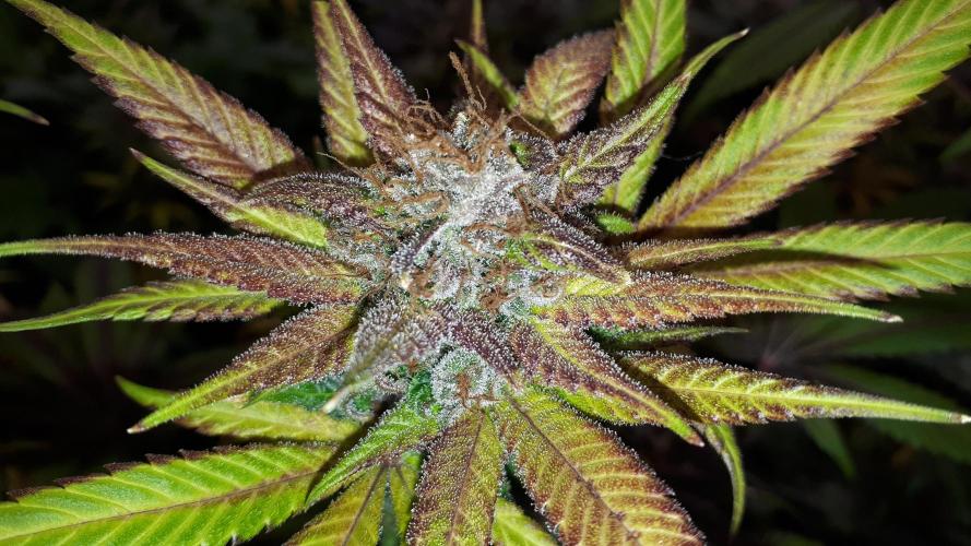 420 FASTBUDS = TROPICANA COOKIES FF. Week 17