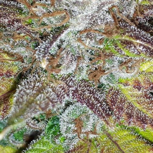 420 FASTBUDS = TROPICANA COOKIES FF. Week 17