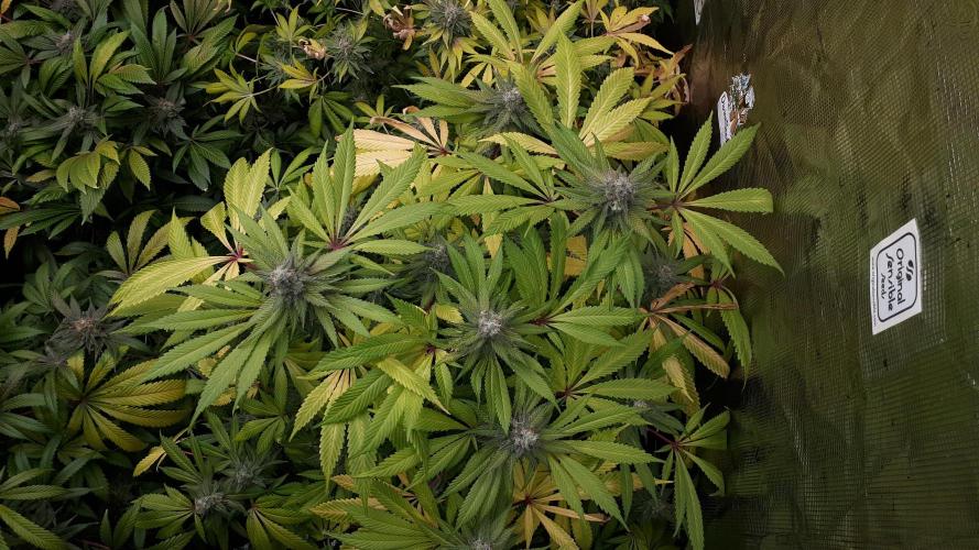 KANNABIA SEEDS = APPLE AND BANANAS. Week 17