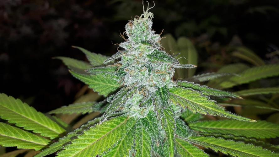 KANNABIA SEEDS = APPLE AND BANANAS. Week 17