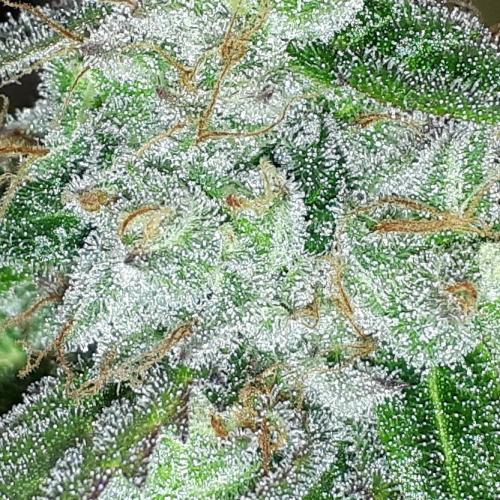 KANNABIA SEEDS = APPLE AND BANANAS. Week 17
