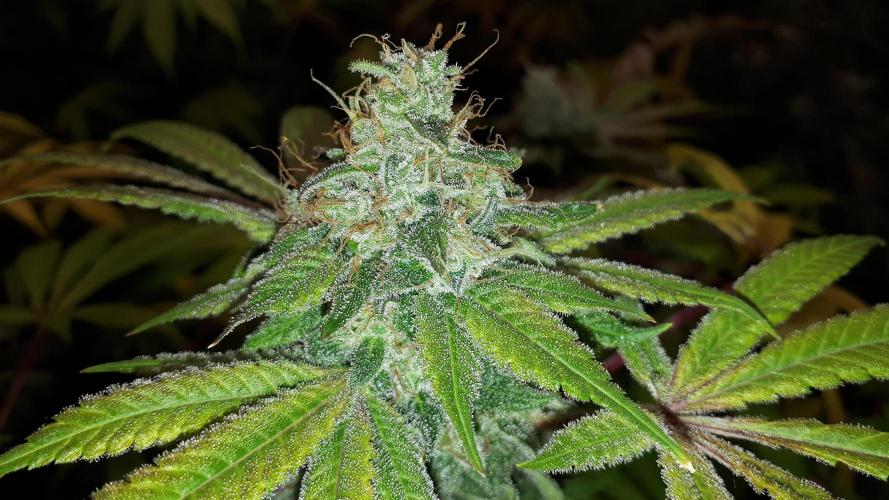 KANNABIA SEEDS = HELLFIRE OG. Week 17
