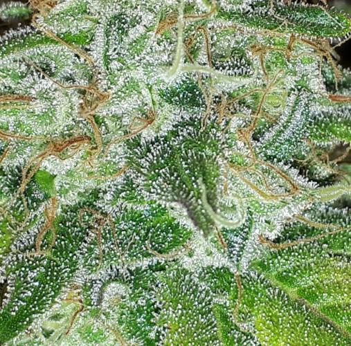 KANNABIA SEEDS = HELLFIRE OG. Week 17