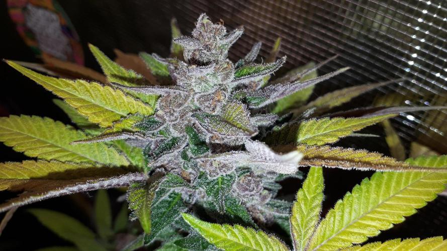 KANNABIA SEEDS = PINK GELATO. Week 17
