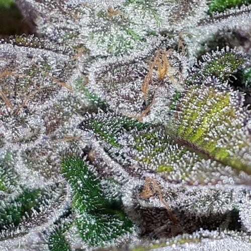 KANNABIA SEEDS = PINK GELATO. Week 17