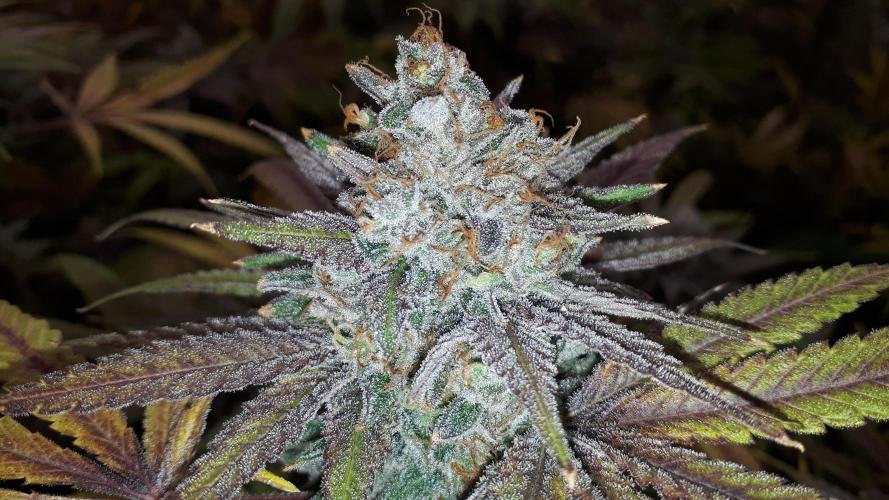 KANNABIA SEEDS = ZOAP ROSE. Week 17