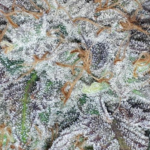 KANNABIA SEEDS = ZOAP ROSE. Week 17