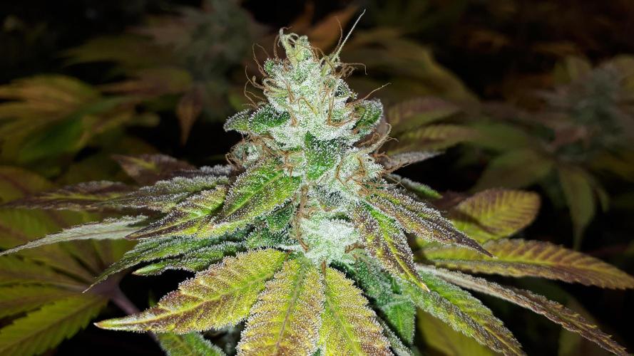 ORIGINAL SENSIBLE = PAPAYA STANK. Week 17