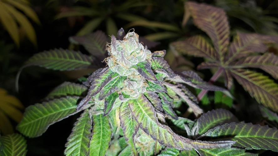 ILGM = GRAPE FANTA. Week 17