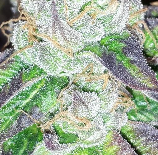 ILGM = GRAPE FANTA. Week 17