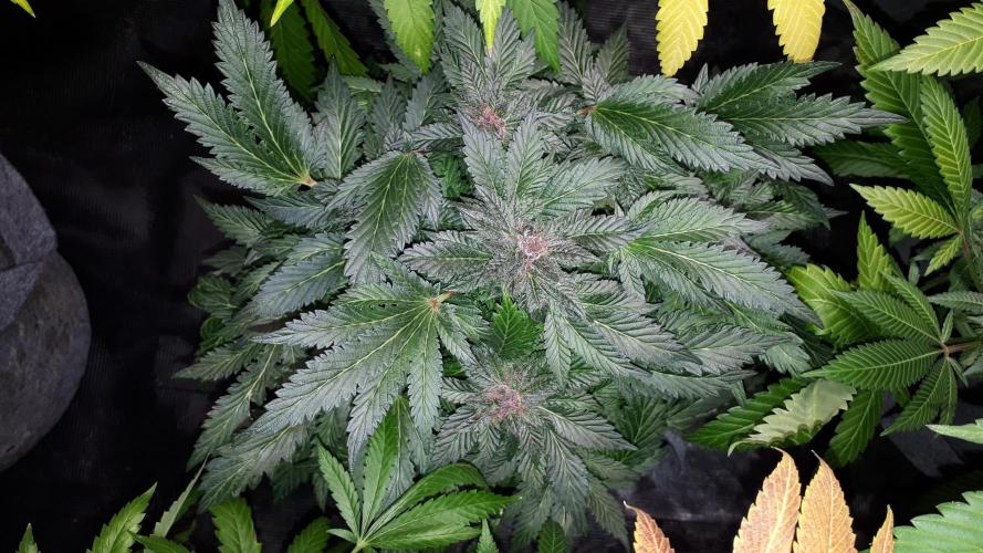 ILGM = TANGIE QUEEN. Week 17