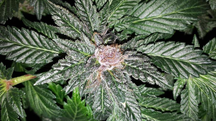 ILGM = TANGIE QUEEN. Week 17
