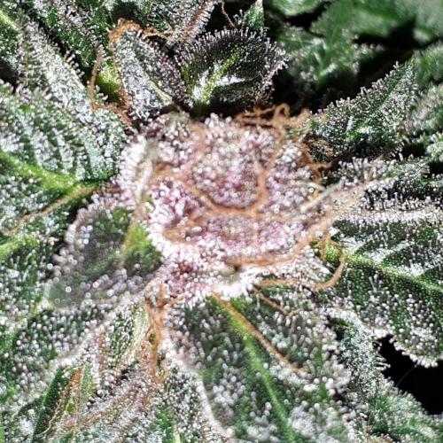 ILGM = TANGIE QUEEN. Week 17