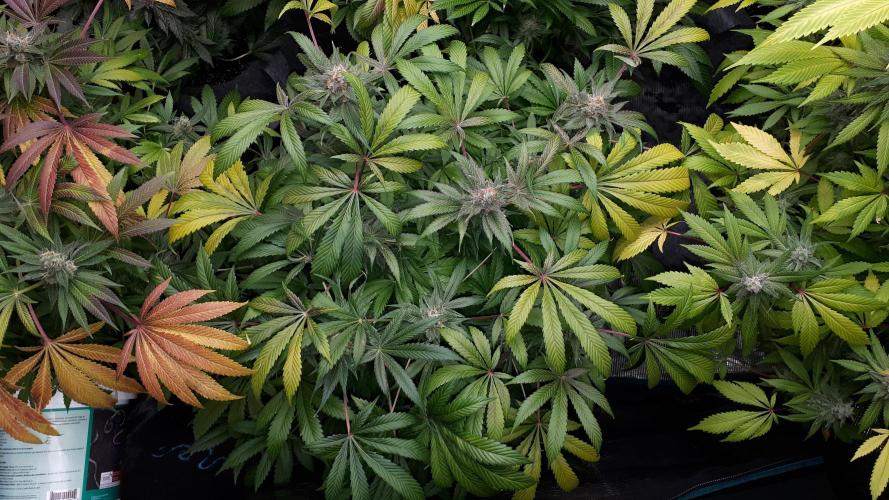 SUPERNATURAL SEEDS = APPLE MAC. Week 17