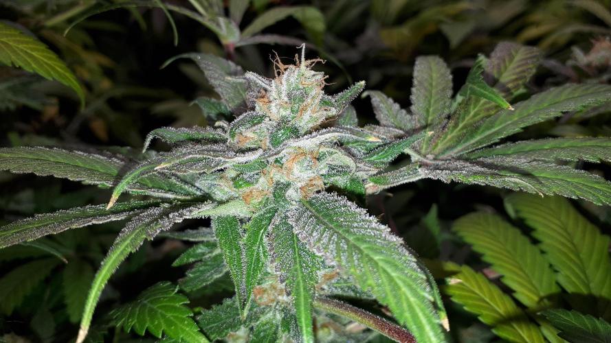 SUPERNATURAL SEEDS = APPLE MAC. Week 17