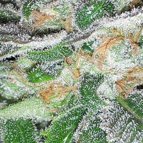 SUPERNATURAL SEEDS = APPLE MAC. Week 17