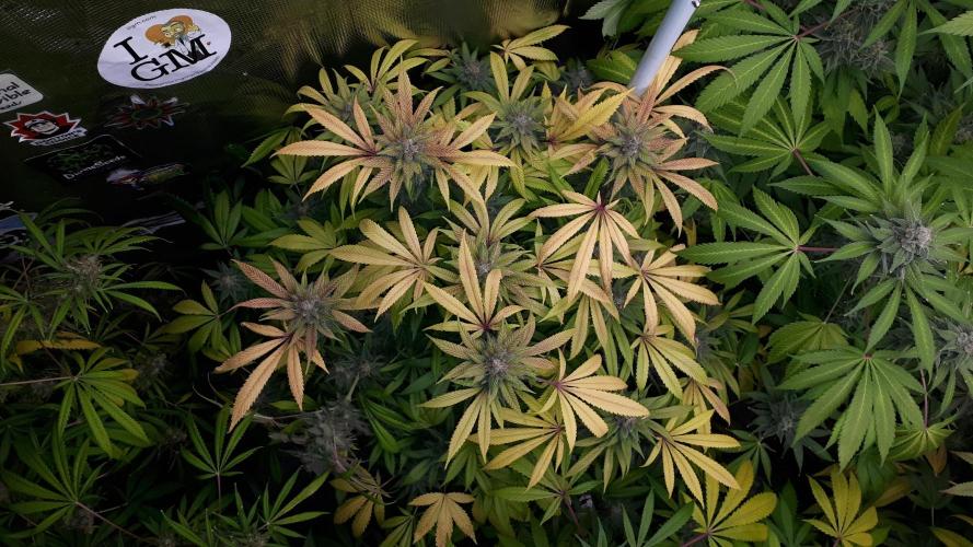 SUPERNATURAL SEEDS = GRAPE GASOLINE. Week 17