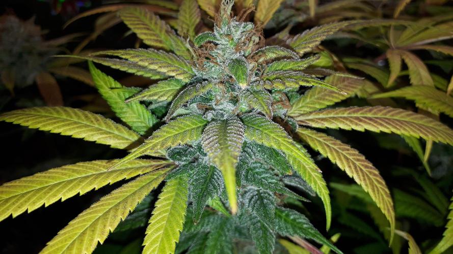 SUPERNATURAL SEEDS = GRAPE GASOLINE. Week 17