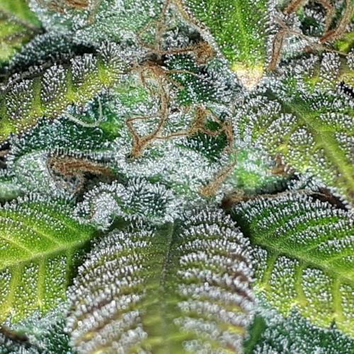 SUPERNATURAL SEEDS = GRAPE GASOLINE. Week 17