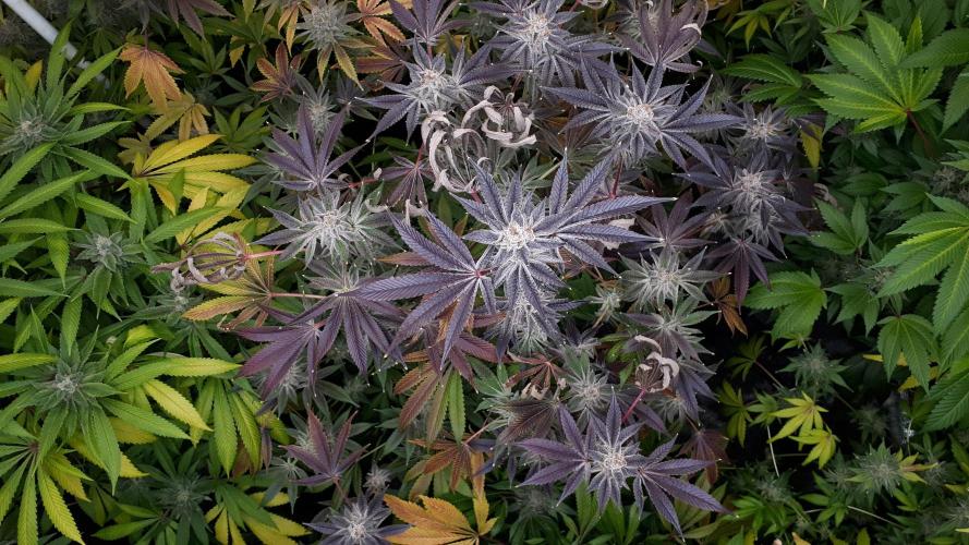 UKHTA SEEDS = CANDY HOUSE. Week 17