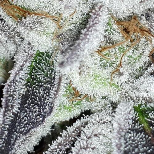 UKHTA SEEDS = CANDY HOUSE. Week 17