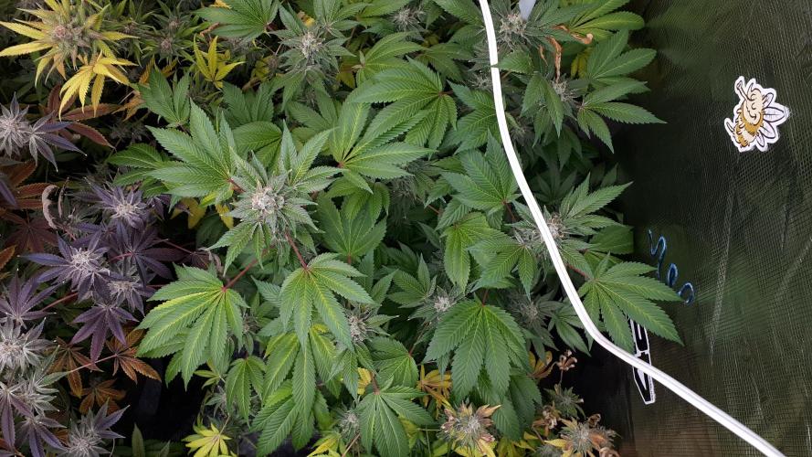 IZI SEEDS = GRANDPA ZOMBIE. Week 17