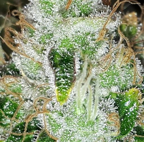 IZI SEEDS = GRANDPA ZOMBIE. Week 17