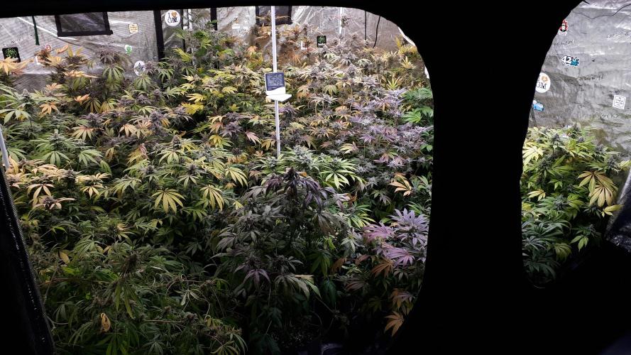 IZI SEEDS = GRANDPA ZOMBIE. Week 17