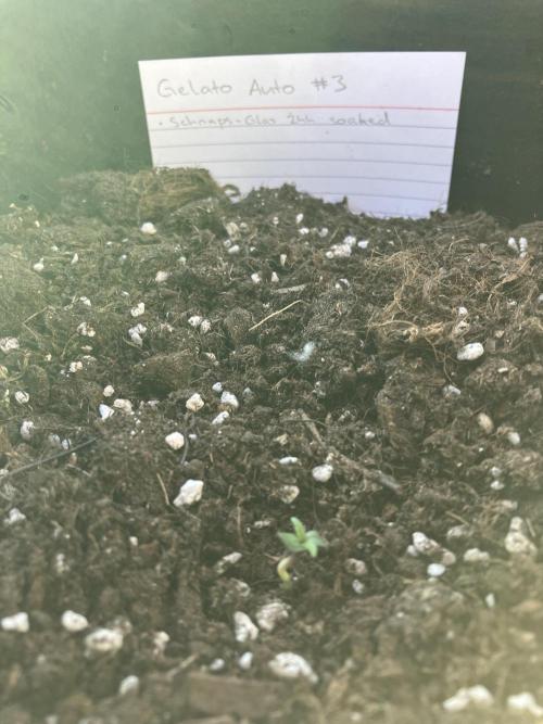 GELATO Auto Outdoor Beginner. Week 1 - Gelato Auto 3
The previous plant died
This one’s one week behind