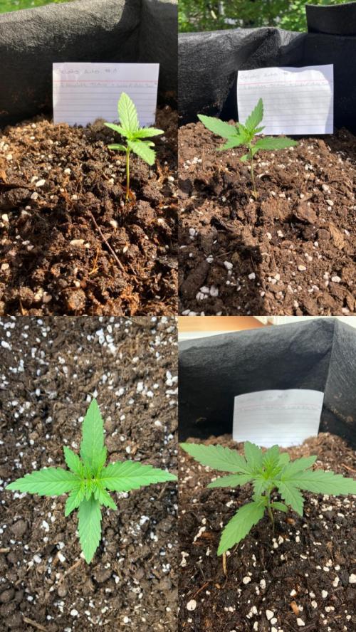 GELATO Auto Outdoor Beginner. Week 2 - #1
1.5L